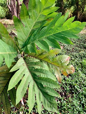 IMG_1568_edited.jpg