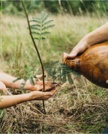 Pouring water into the plant out of a wooden gourd