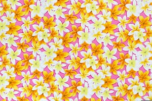 CAA1479 Pink