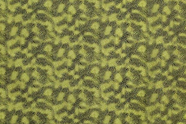 JP2458-Olive_Z